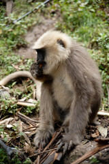 Wildlife Photography of Monkey Eating in Forest