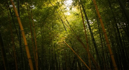 Fototapeta premium Serene bamboo forest landscape with swaying trees in gentle wind
