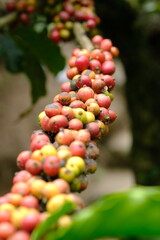 Coffea canephora is a species of coffee plant originating from central and western sub-Saharan Africa. It is a species of flowering plant in the Rubiaceae family. Ripe coffee beans in tree branch 