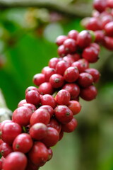 Coffea canephora is a species of coffee plant originating from central and western sub-Saharan Africa. It is a species of flowering plant in the Rubiaceae family. Ripe coffee beans in tree branch 