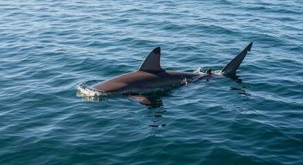 Fototapeta premium Magnificent Shark Gliding Serenely Through Deep Blue Ocean Waters