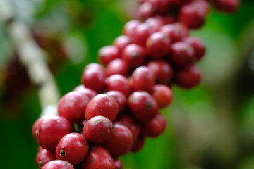 Coffea canephora is a species of coffee plant originating from central and western sub-Saharan Africa. It is a species of flowering plant in the Rubiaceae family. Ripe coffee beans in tree branch 
