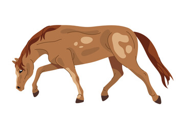 Vector frederiksborger horse breed. Side view on standing chesnut wildlife purebred animal. Stallion gait, motion icon. Danish or north mare symbol. Outdoor equestrian element. Freedom and power sign.