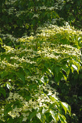 Asiatischer  Bl&uuml;ten-Hartriegel,  Cormus kousa
