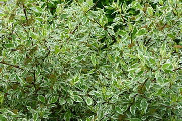 Weißbunter Hartriegel,  Cornus alba