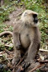 Southern Plains Langur Feeding on Fresh Fruit
