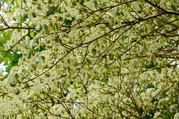 Fototapeta premium Pagoden-Hartriegel, Cornus controversa