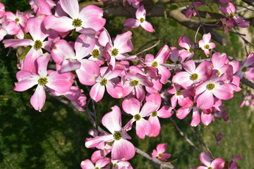 Amerikanischer Blumen-Hartriegel, Cornus florida