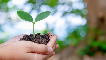 Close-up of hands holding small green plant with soil, blurred natural background