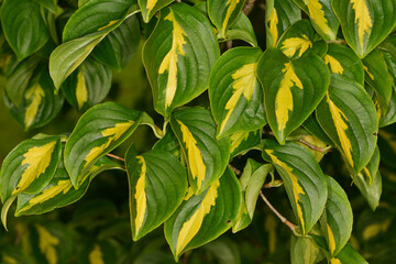 Japanischer Blumen-Hartriegel, Cornus kousa,  Goldstar