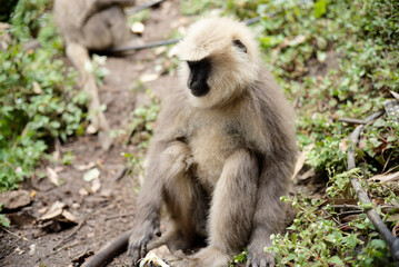 Wildlife Photography of Monkey Eating in Forest