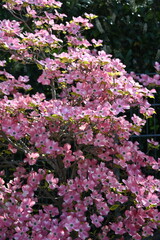 Amerikanischer Blumen-Hartriegel 'Cherokee Chief