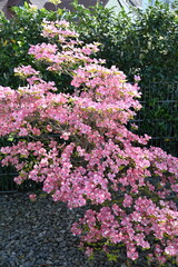 Obraz premium Amerikanischer Blumen-Hartriegel 'Cherokee Chief