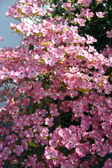 Amerikanischer Blumen-Hartriegel 'Cherokee Chief