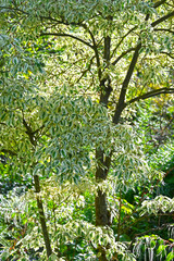 Pagoden-Hartriegel, Cornus controversa