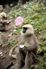 Semnopithecus dussumieri Feeding in Natural Habitat
