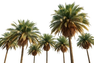 Coconut and palm trees Isolated tree on white background