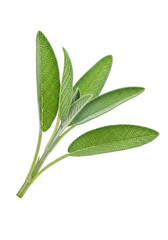 Obraz premium A single fresh sprig of common sage, with vibrant green, velvety oblong leaves and a slender woody stem, isolated against a transparent background with a subtle clean reflection. Concept of