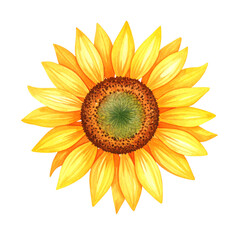 Fototapeta premium Watercolor Sunflower on Black