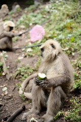 Southern Plains Langur Feeding on Fresh Fruit