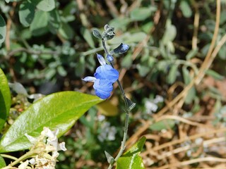 Azure blue sage, or Salvia azurea flowers
