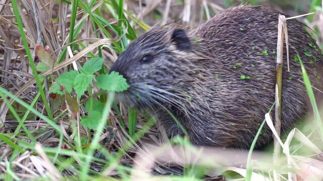 Nutria sitting in grass on the side of a small canal