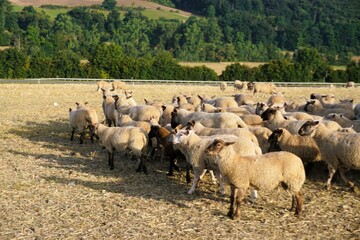 Schafherde auf Wiese in grüner Landschaft bei Sonne am Morgen im Sommer