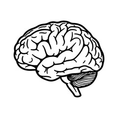 Human brain outline with transparent background
