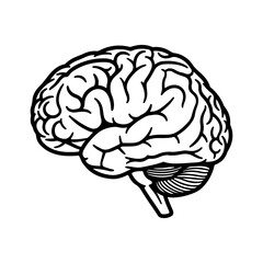 Human brain outline with transparent background