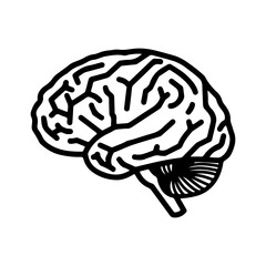 Human brain outline with transparent background