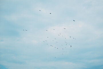 Flock of birds flying across the open sky in daylight, symbolizing freedom, migration, and nature in motion.