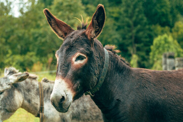 Close-up of brown donkey with harness standing outdoors in rural countryside.