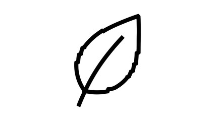 Leaf outline with transparent background