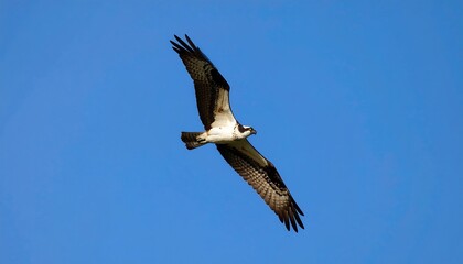 Obraz premium Osprey in flight against a vibrant blue sky