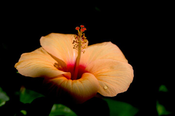 Light Orange Hibiscus Flower