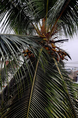 Bounteous Coconut Crop on Tree