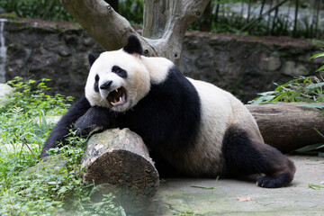 Funny pose of fluffy panda, Chengdu, China