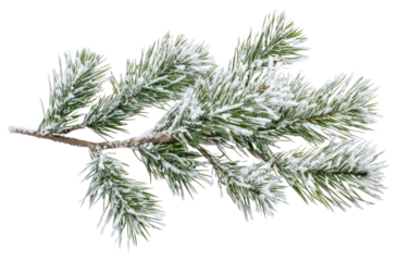 PNG Branches of pine leaves snow nature winter.