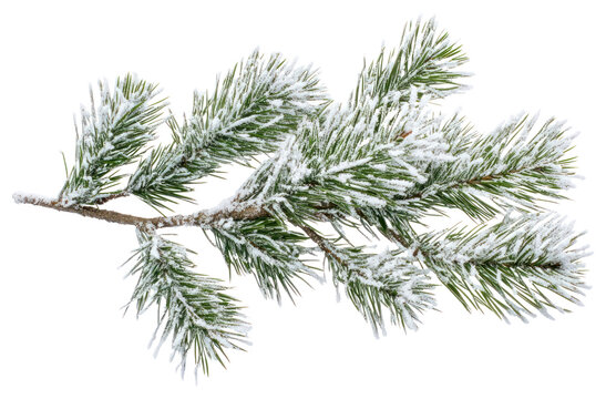 PNG Branches of pine leaves snow nature winter.