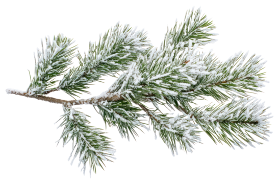 PNG Branches of pine leaves snow nature winter.