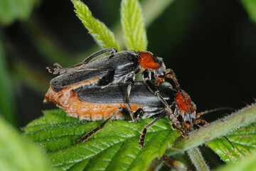 Gemeine Weichkäfer, Cantharis fusca