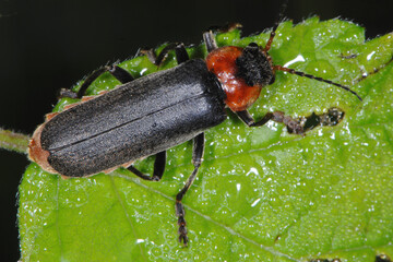 Gemeine Weichkäfer, Cantharis fusca