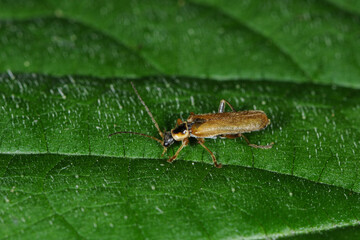 Weichkäfer, Cantharis figurata