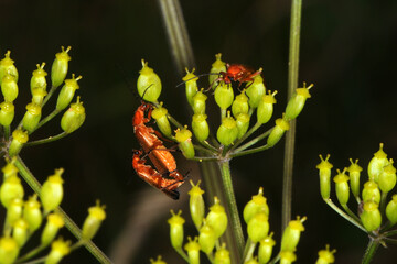 Obraz premium Rote, Rotgelbe Weichkäfer, Rhagonycha fulva