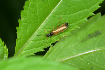 Weichk&auml;fer,  Rhagonycha lignosa