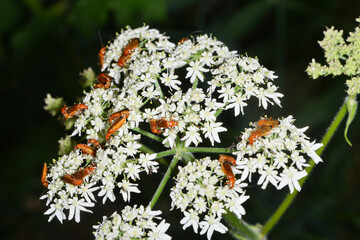 Rote,  Rotgelbe  Weichkäfer,  Rhagonycha fulva
