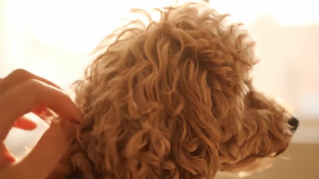 Cockapoo Curly Coat with Fingers Grooming