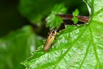 Weichkäfer, Cantharis figurata