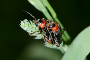Gemeine Weichkäfer, Cantharis fusca