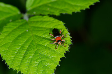 Gemeine Weichkäfer, Cantharis fusca